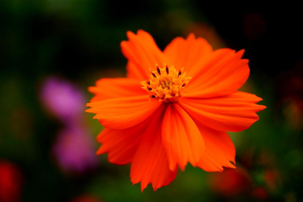 dark-orange flower with orange center, black anthers and green leaves