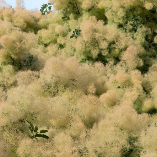 beige-lime flowers with green leaves and brown stems