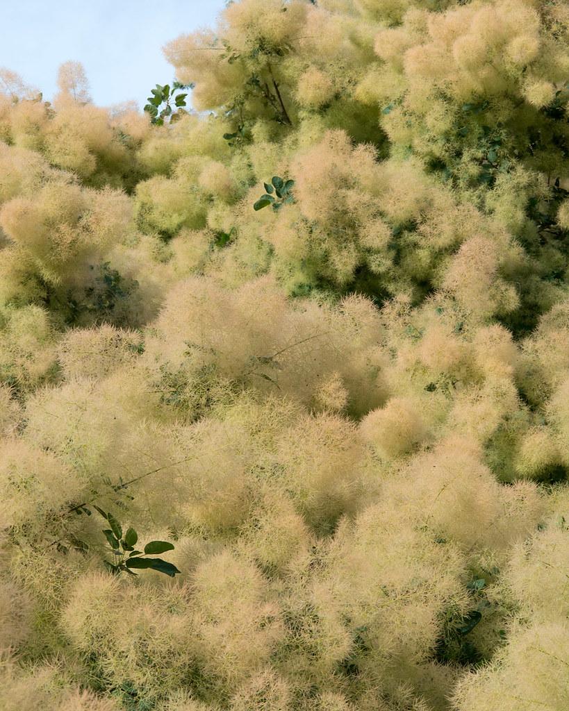 beige-lime flowers with green leaves and brown stems