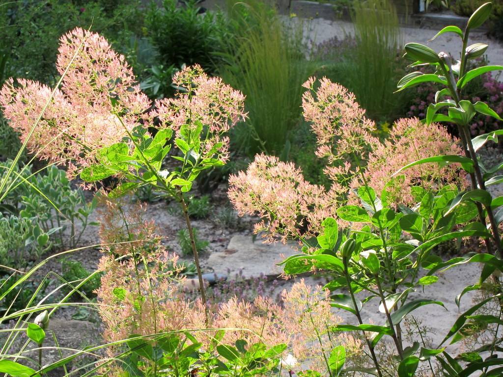 peach flowers with bright-green leaves on dark-green petioles and stems