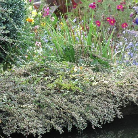 purple-pink flowers with yellow center, green foliage and green stems