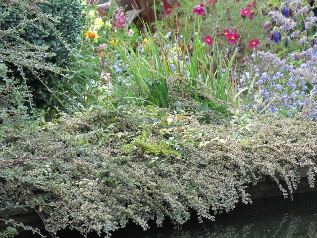 purple-pink flowers with yellow center, green foliage and green stems