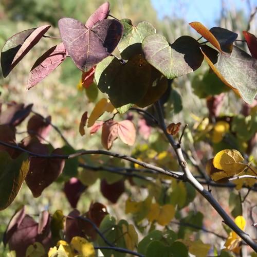 pink-green leaves with beige branches