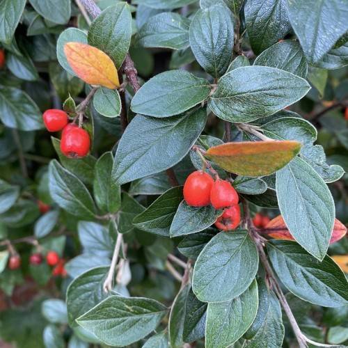 red fruits and dark-green leaves with dark-green veins and midribs on brown branches