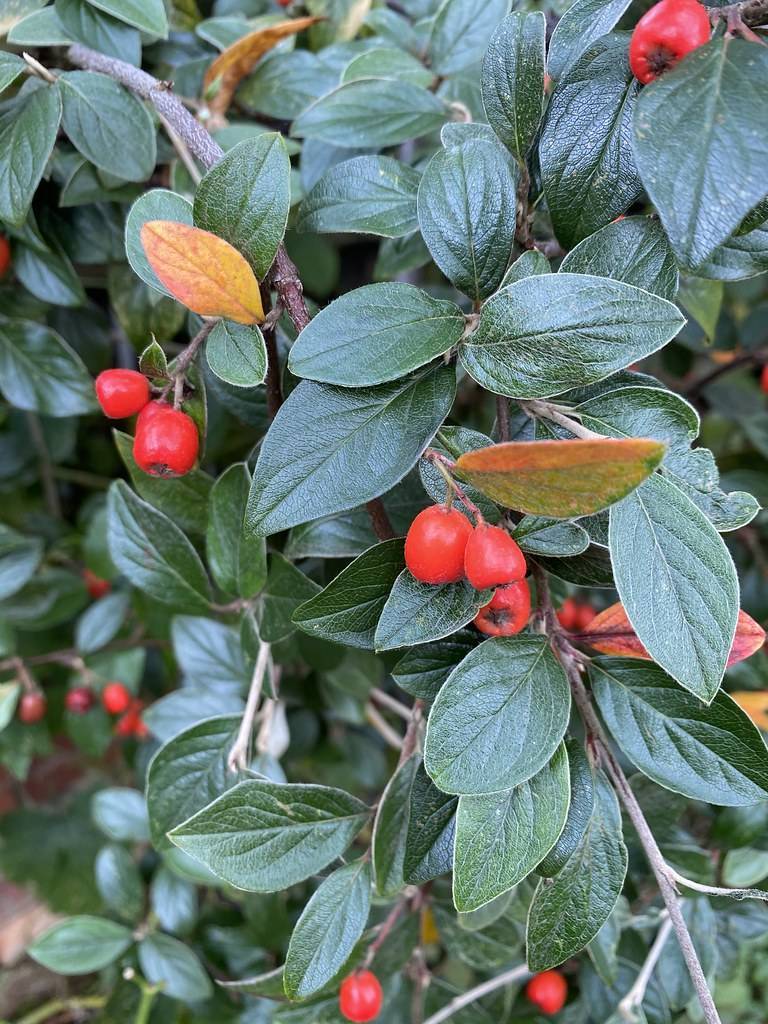 red fruits and dark-green leaves with dark-green veins and midribs on brown branches