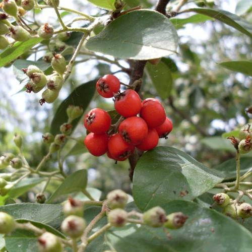 red fruits, light-green buds and green leaves with green veins and midribs on light-green petioles and brown branches