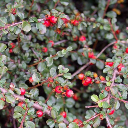 deep-red fruits, green leaves with midribs on red-brown branches