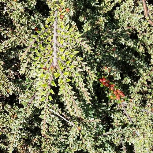 red fruits with light-green leaves on gray-brown twigs and branches