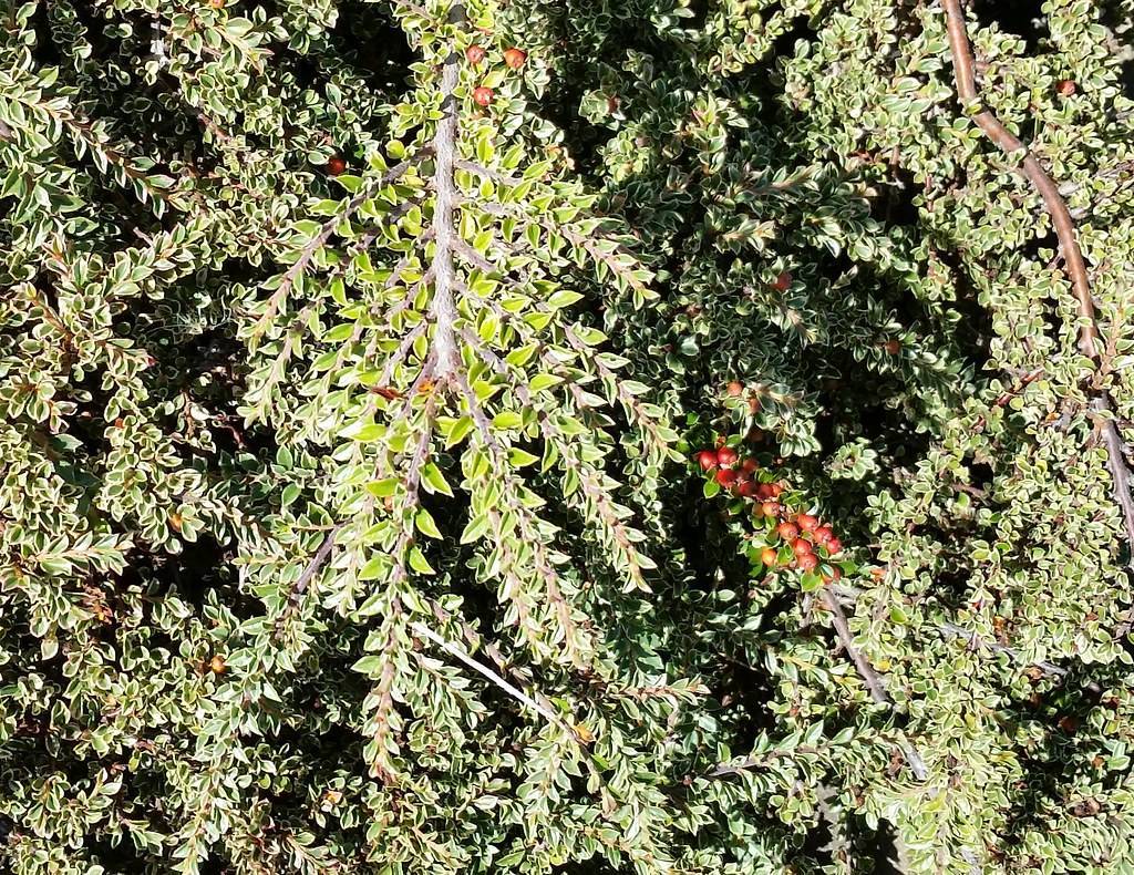 red fruits with light-green leaves on gray-brown twigs and branches 