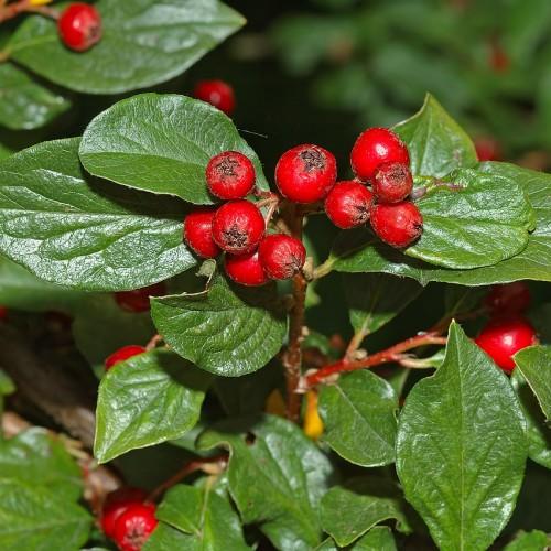 red-black fruits with green leaves and brown-red stems