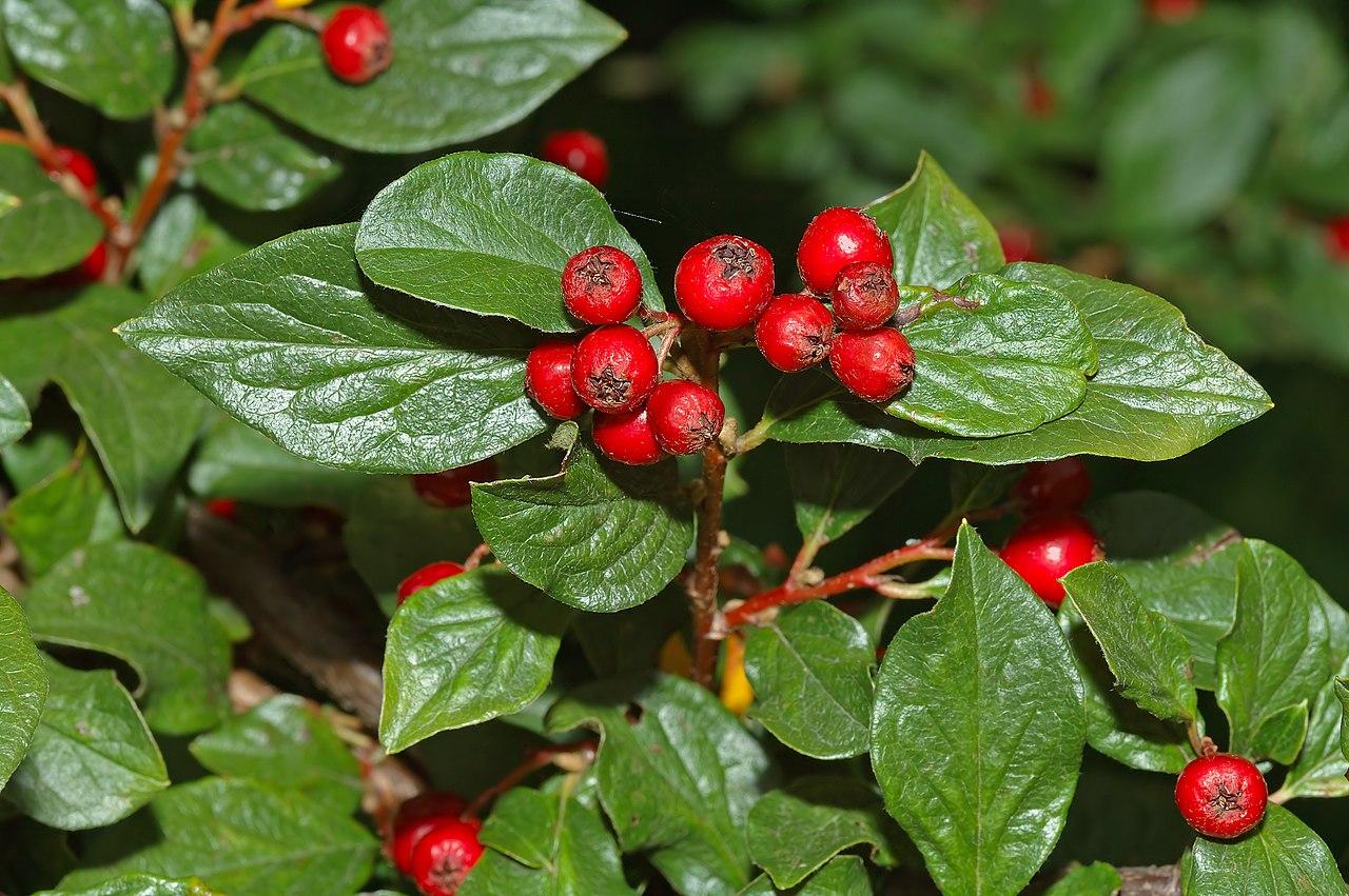 red-black fruits with green leaves and brown-red stems