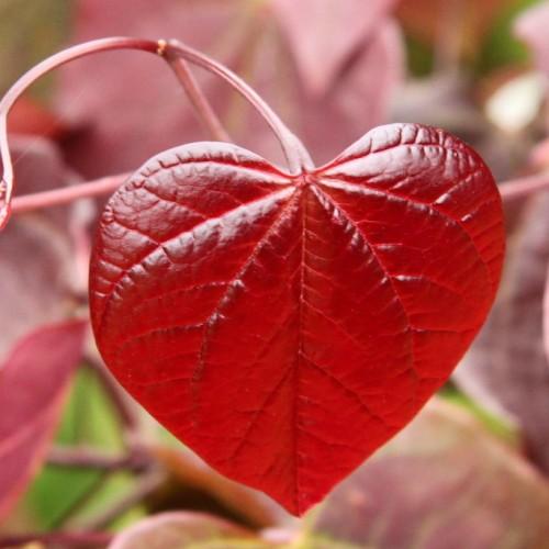 red leaves with pink stems