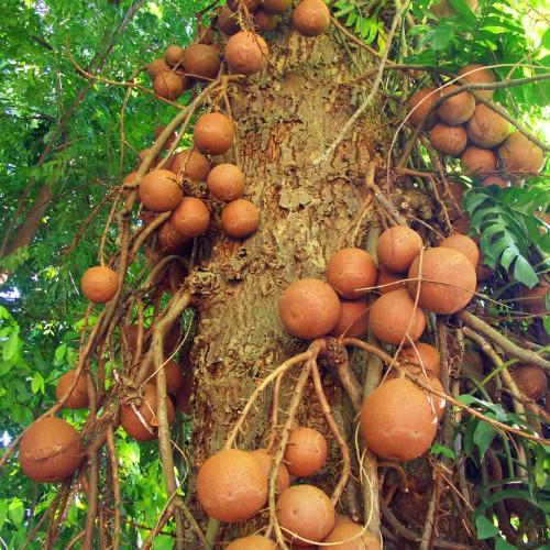 orange fruits with brown trunk, orange-brown branches and green leaves