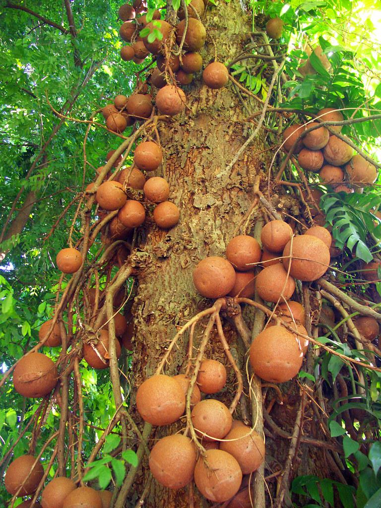 orange fruits with brown trunk, orange-brown branches and green leaves