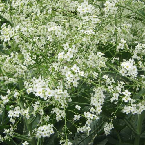 white flowers with pale-green center on light-green petioles and stems