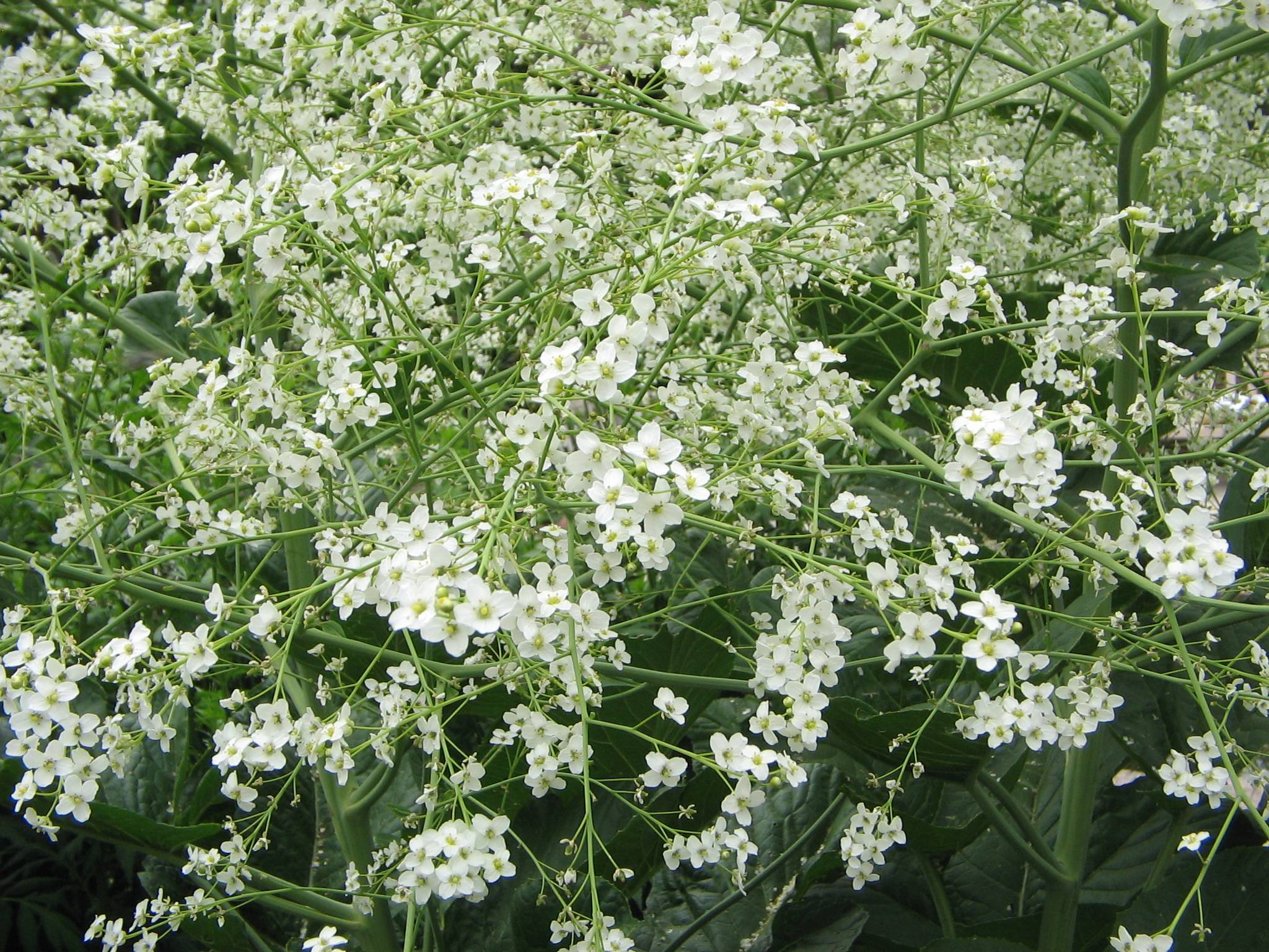 white flowers with pale-green center on light-green petioles and stems
