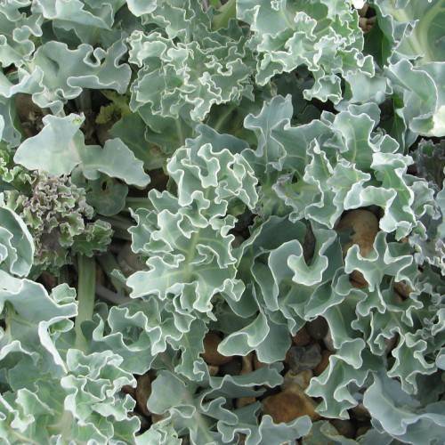 gray-green leaves with lime-green veins on gray-green stems