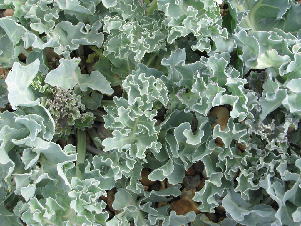 gray-green leaves with lime-green veins on gray-green stems