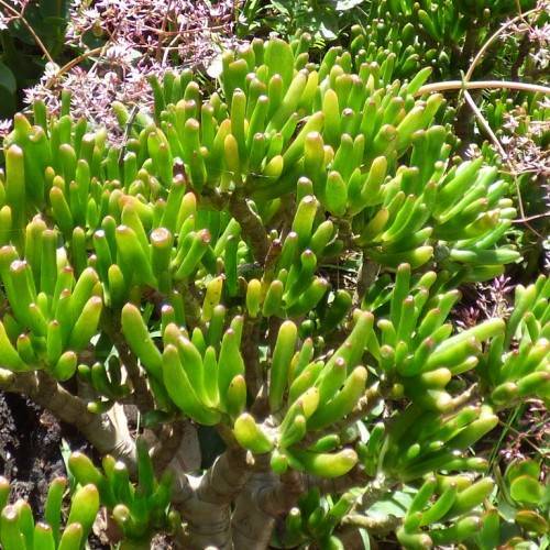 yellow-green foliage on brown branches