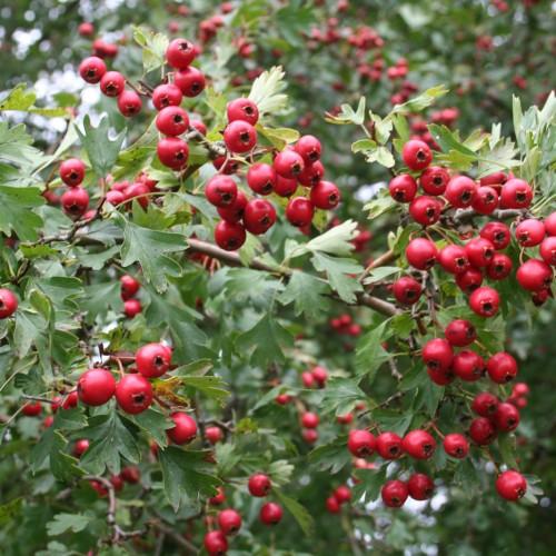 red-black fruits with green leaves, stems and brown branches