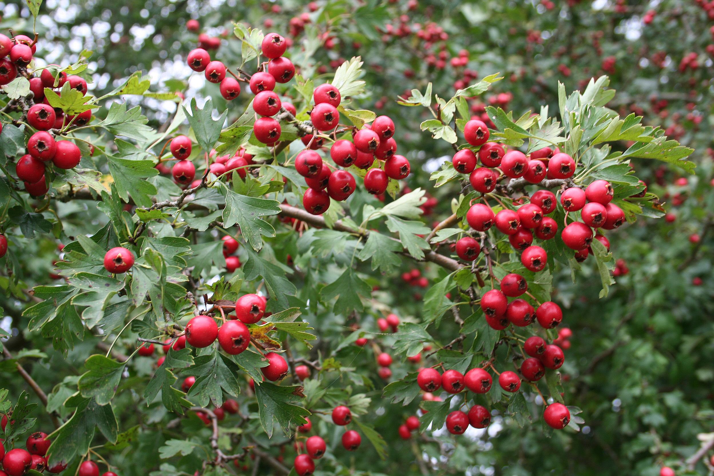 red-black fruits with green leaves, stems and brown branches