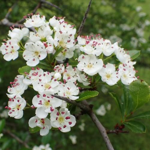white flowers with white filaments, pink anthers, beige center, lime-green leaves and gray-brown branches
