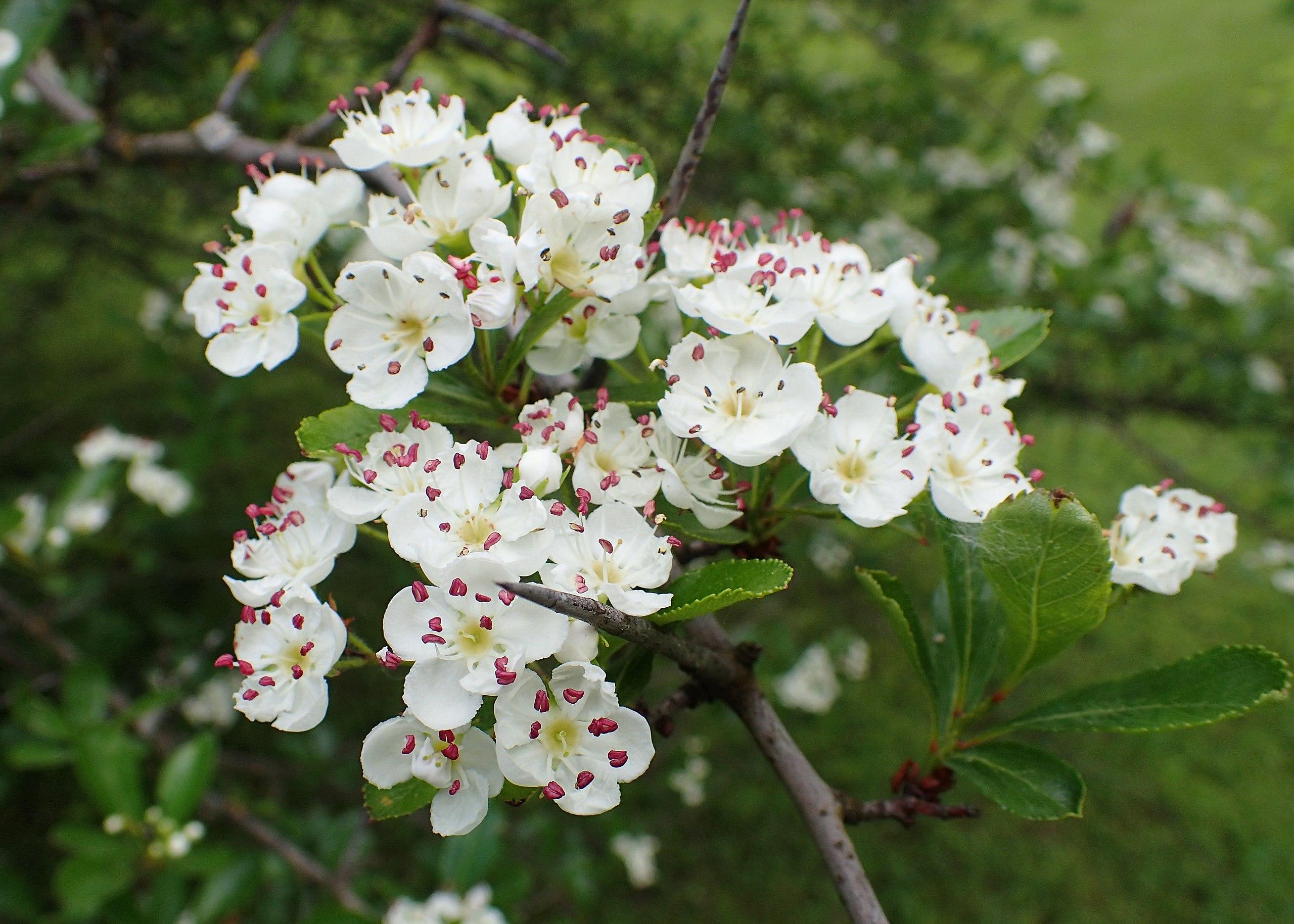 white flowers with white filaments, pink anthers, beige center, lime-green leaves and gray-brown branches
