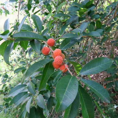 orange-red fruits and dark-green leaves with lime-green veins and midribs on brown branches