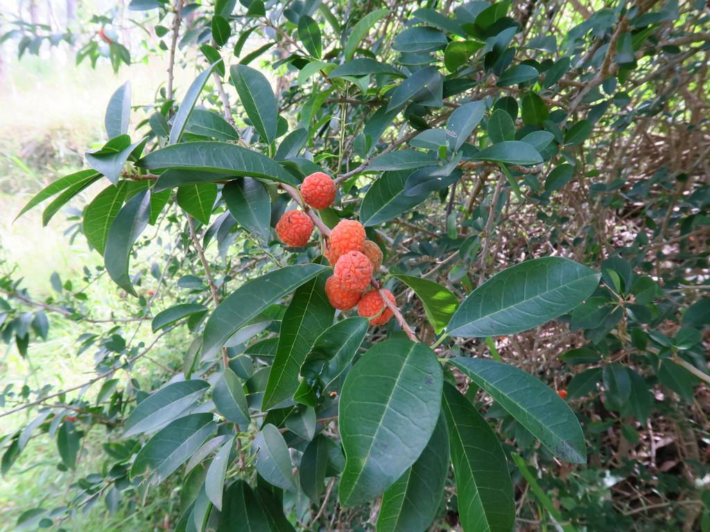 orange-red fruits and dark-green leaves with lime-green veins and midribs on brown branches