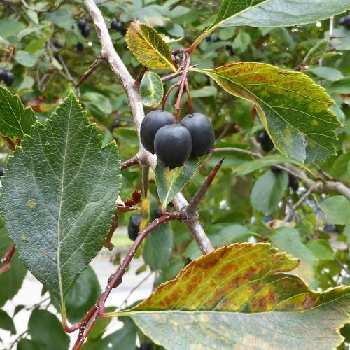 black fruits with and red-green leaves with lime-green veins and midribs on red-brown petioles and light-brown branches