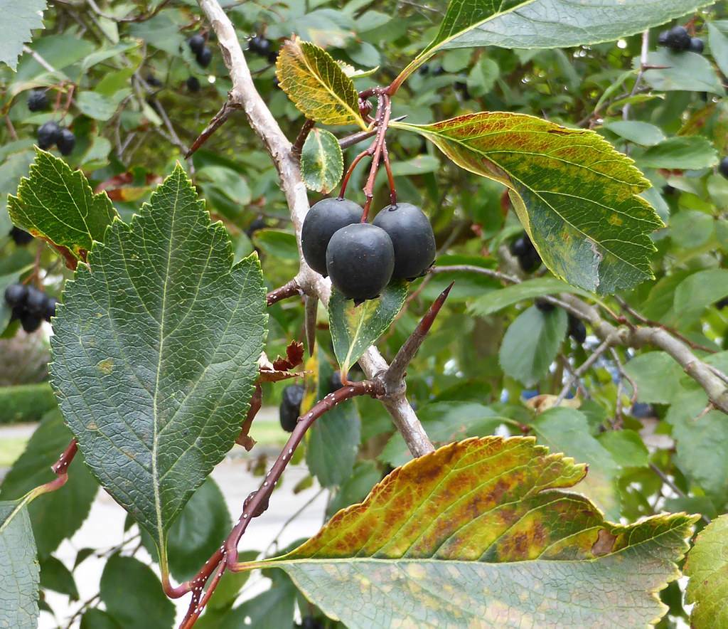 black fruits with and red-green leaves with lime-green veins and midribs on red-brown petioles and light-brown branches