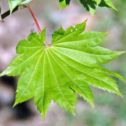 lime leaves with red stems