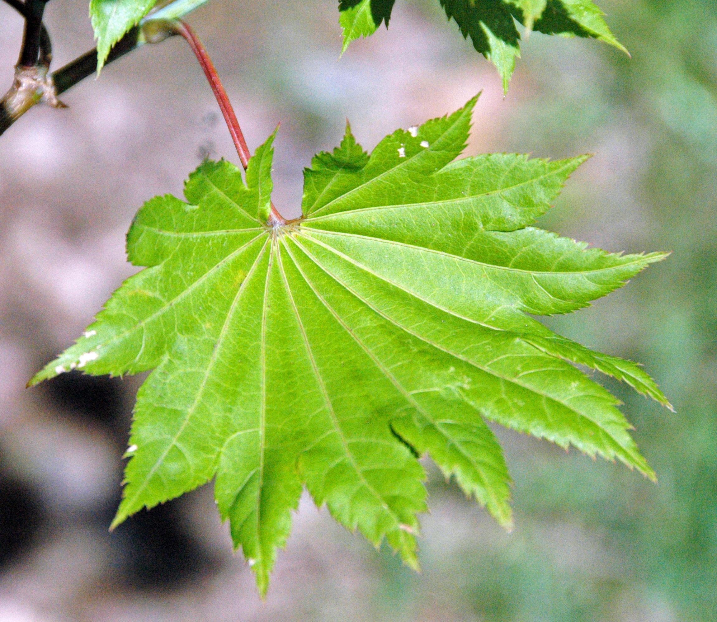 lime leaves with red stems