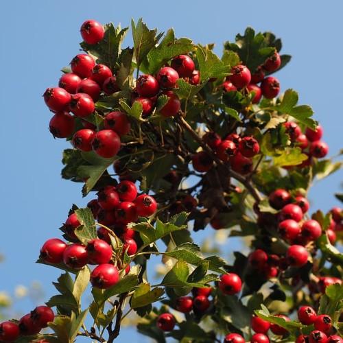 red-black fruits with olive-green leaves and brown branches