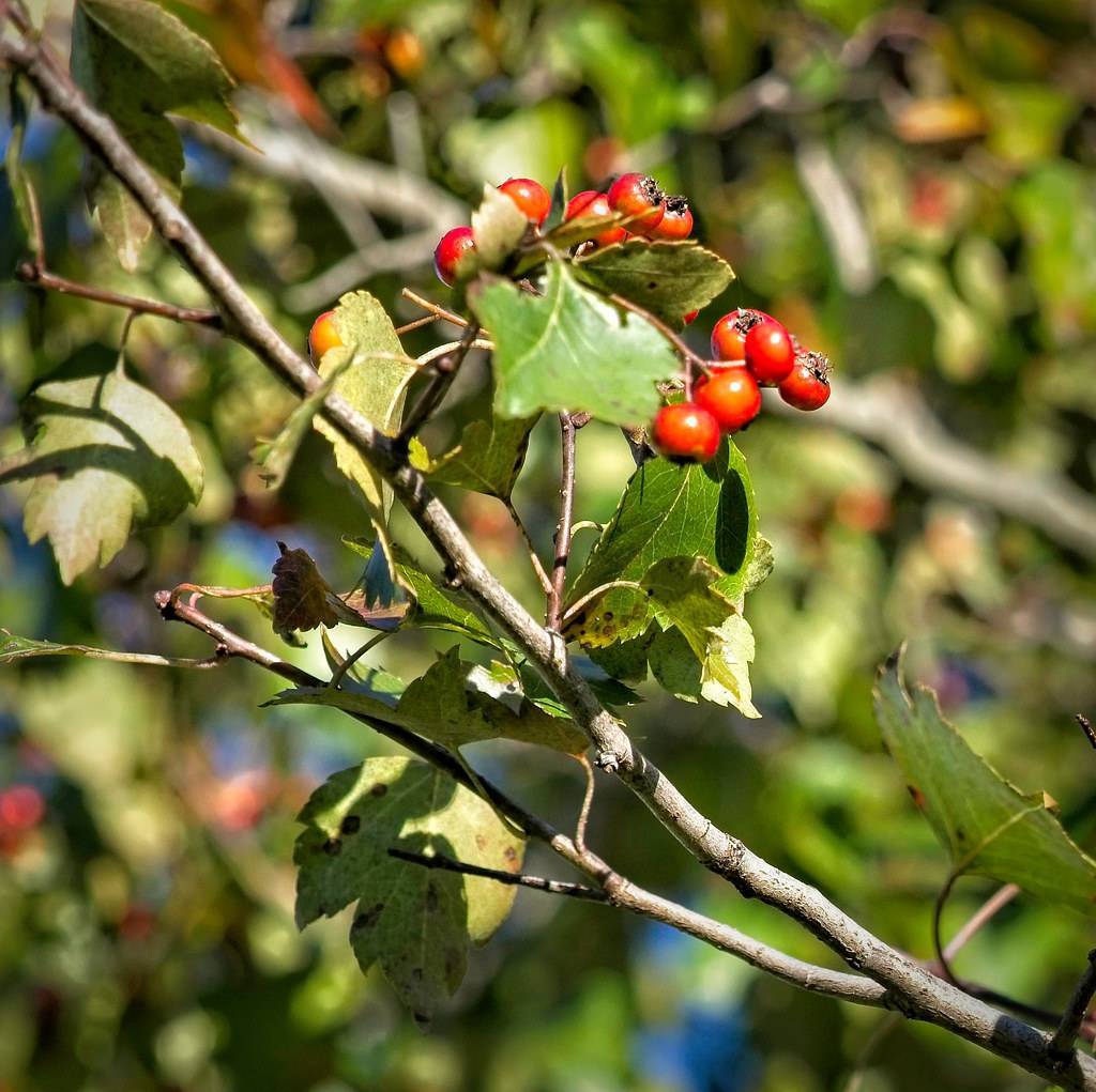 red fruits and green leaves with light-green veins and midribs on brown twigs and light-brown branches