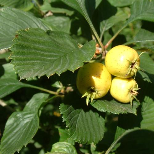 yellow fruits with green leaves and green-brown stems