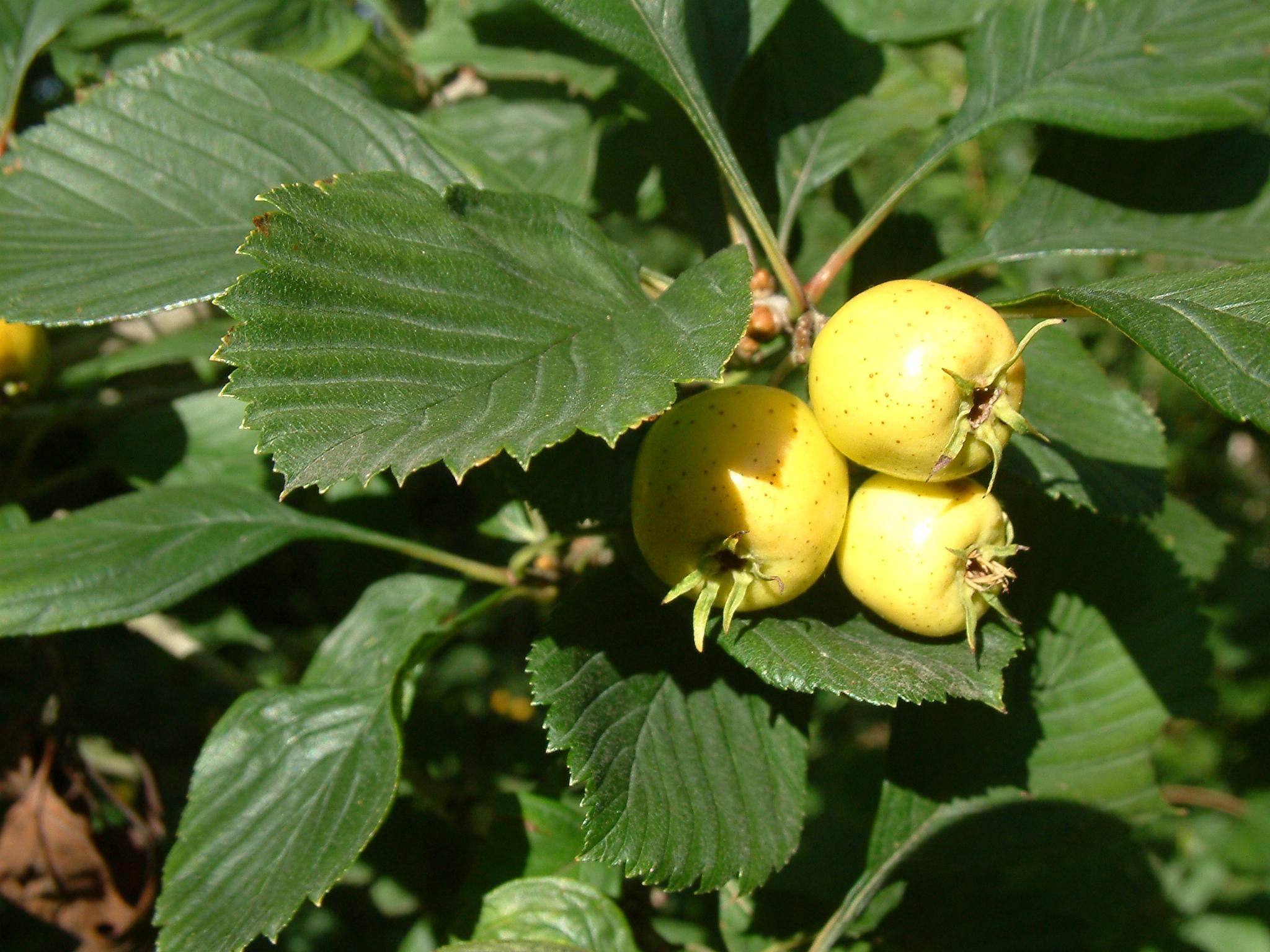 yellow fruits with green leaves and green-brown stems
