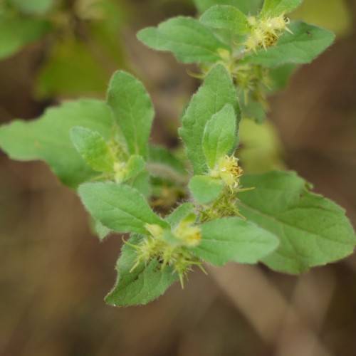lime-green flowers and green leaves with green veins and midribs