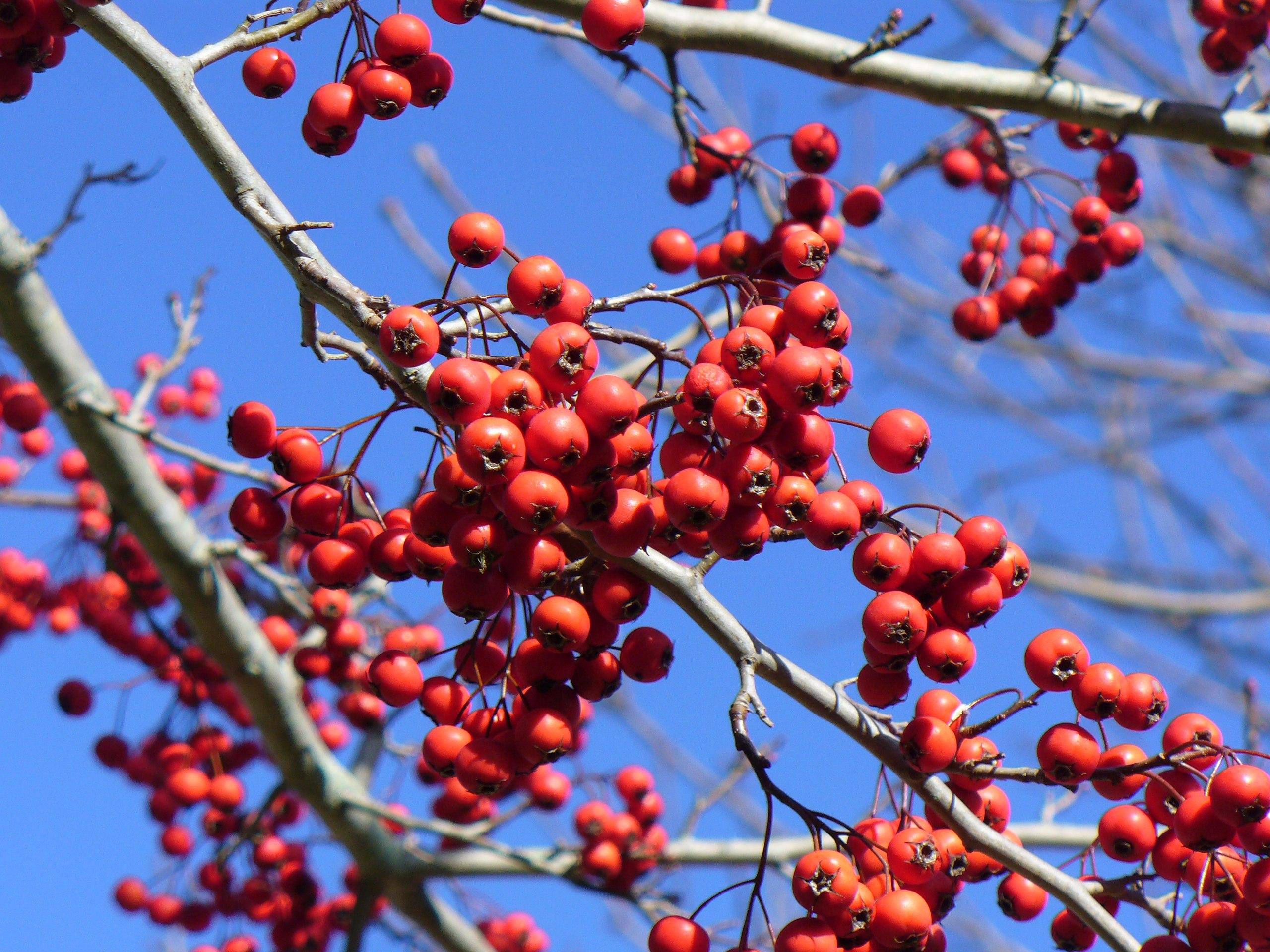 red-black fruits with gray branches