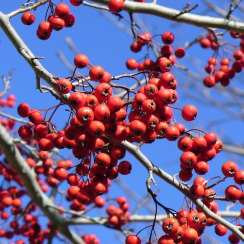 red-black fruits with gray branches