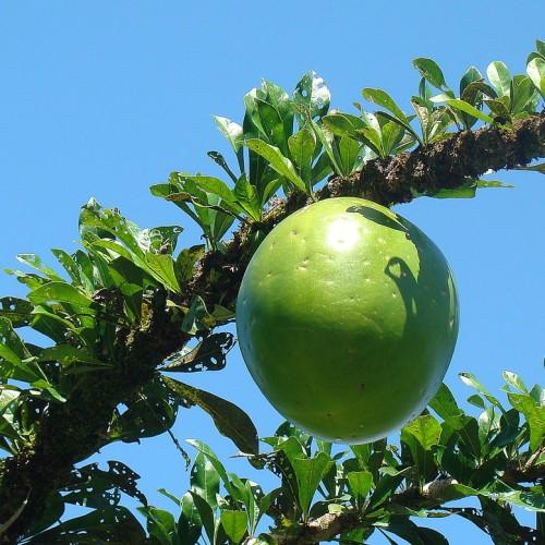 lime fruit with lime-green leaves, and brown branches