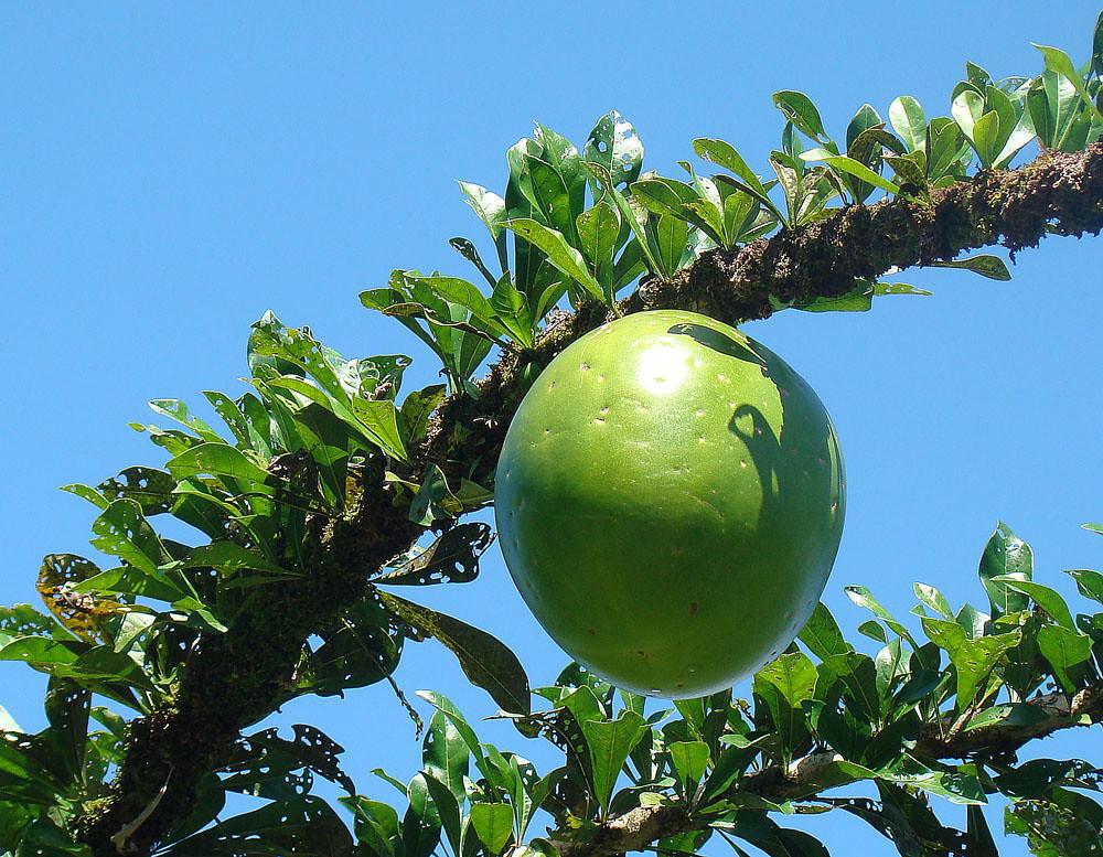 lime fruit with lime-green leaves, and brown branches