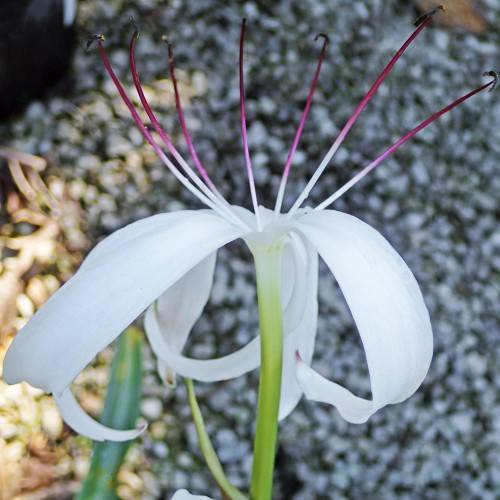 a white flower with purple-white filaments and black anthers on a lime-green petiole