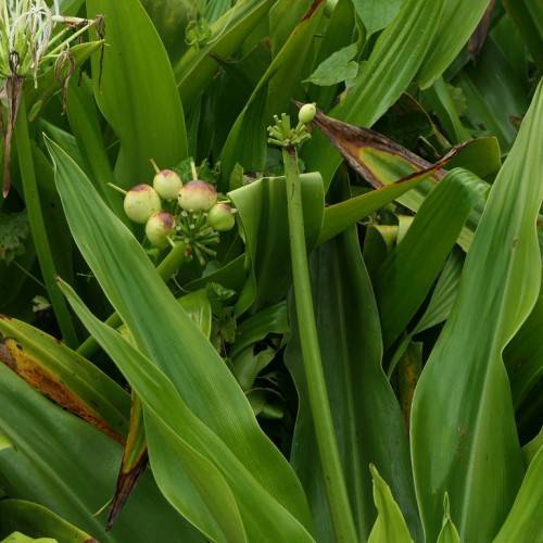 green-purple fruits with green leaves on green stems