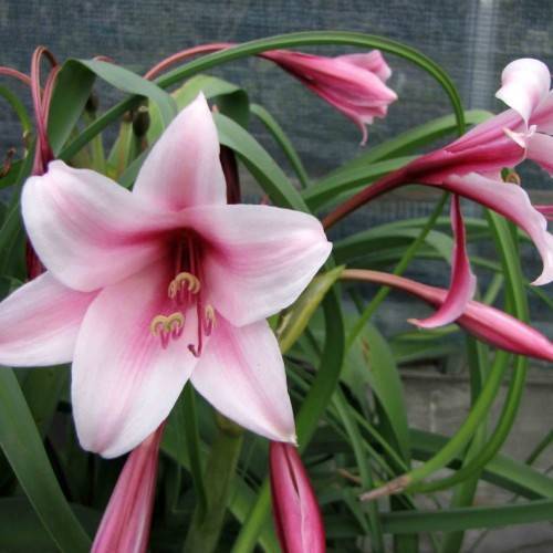pink-white flowers with dark-pink filaments and yellow anthers and dark-pink center, dark-pink buds and green leaves on red-pink petioles and green stems