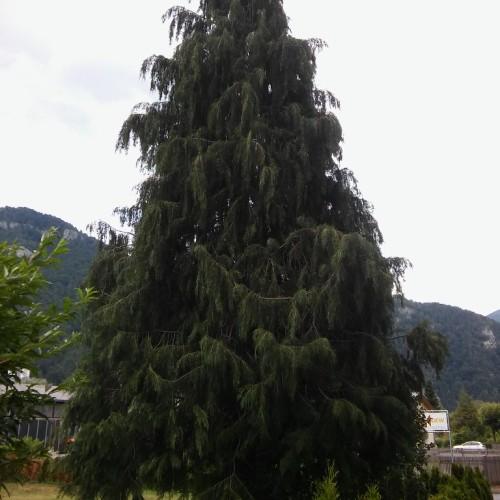 A tall dense tree with a strong brown trunk, having many thick brown branches that are full of dark green leaves.
