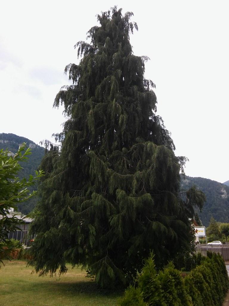 

A tall dense tree with a strong brown trunk, having many thick brown branches that are full of dark green leaves. 
