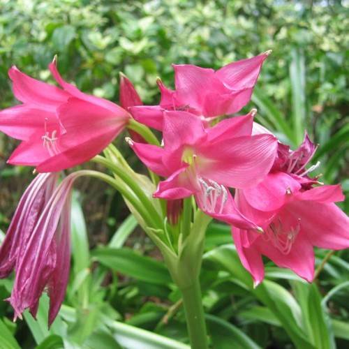 pink flowers with light-pink filaments and white anthers with green leaves on light-green petioles and stems