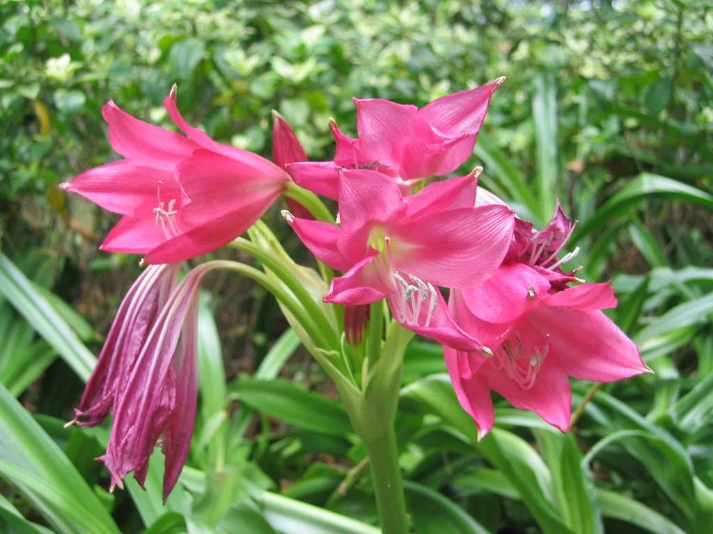 pink flowers with light-pink filaments and white anthers with green leaves on light-green petioles and stems