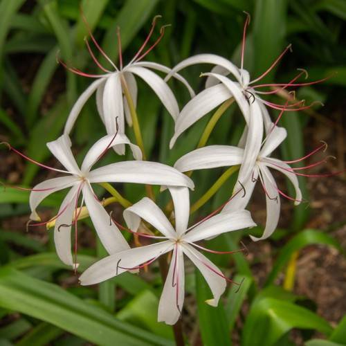 White-pink-red stamens on white flowers and green stems against green foliage.
